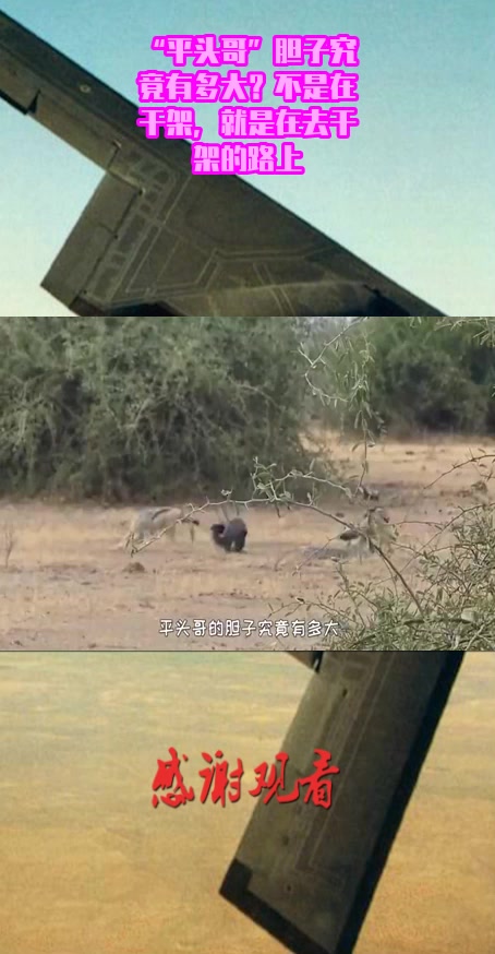 #搞笑奇闻#“平头哥”胆子究竟有多大?不是在干架,就是在去干架的路上