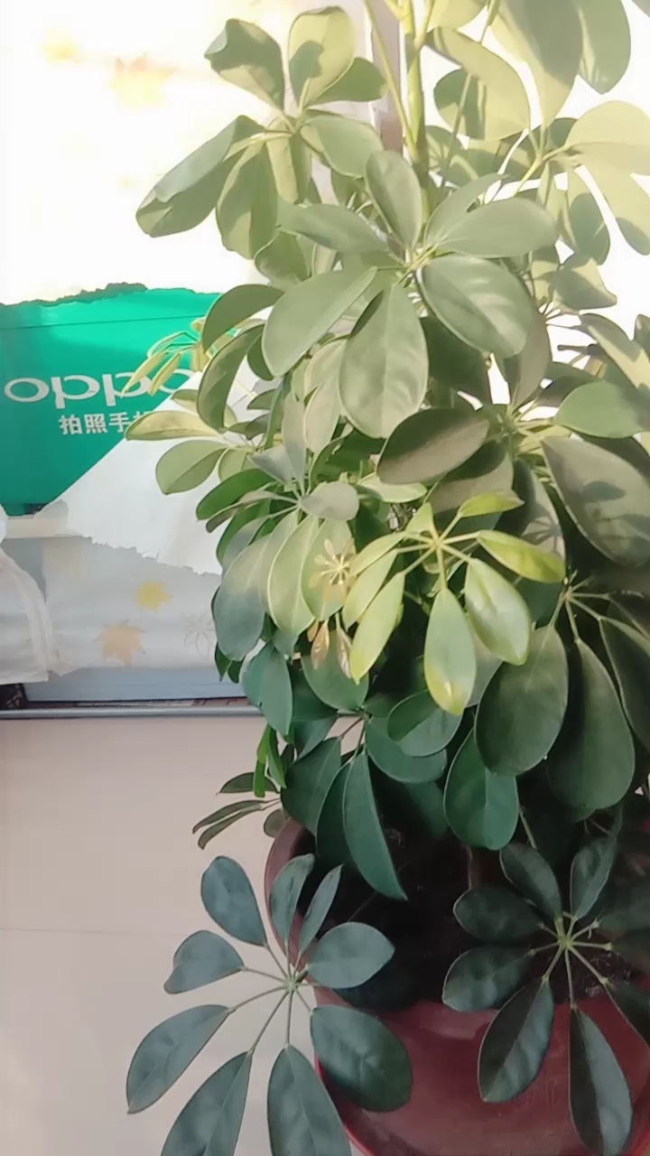 好看吗