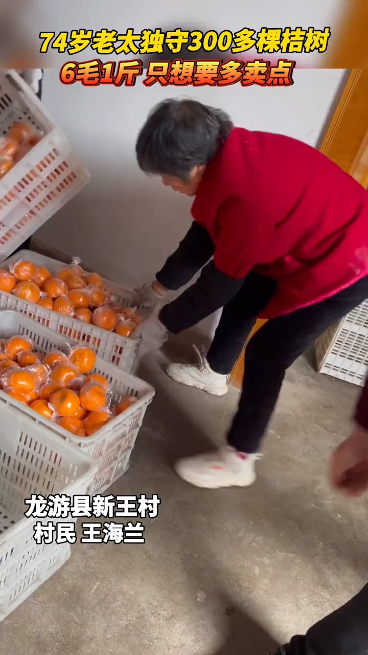 龙游74岁老太独守300多棵桔树,只希望能够多卖点
