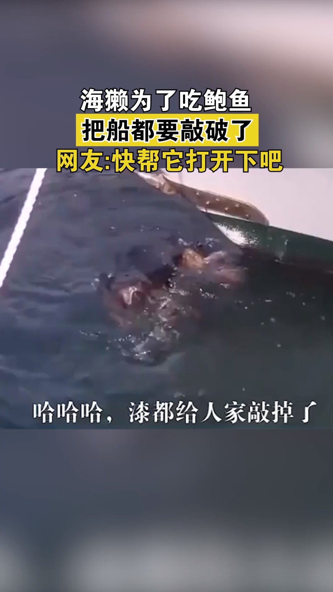 #动物搞笑#海獭为了吃鲍鱼把船都要敲破了