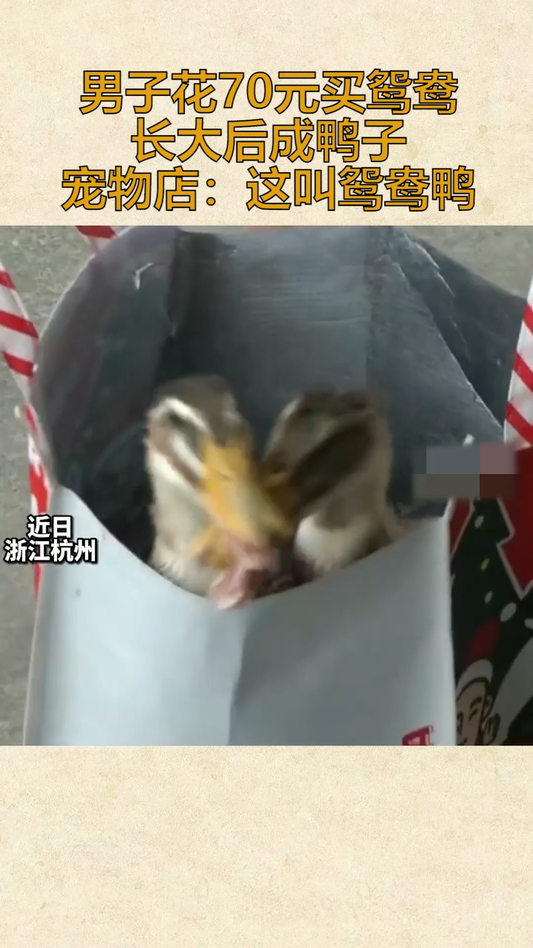 #社会新闻#近日,浙江杭州。男子70元买鸳鸯长大成鸭子 ,宠物店:这叫鸳鸯鸭。