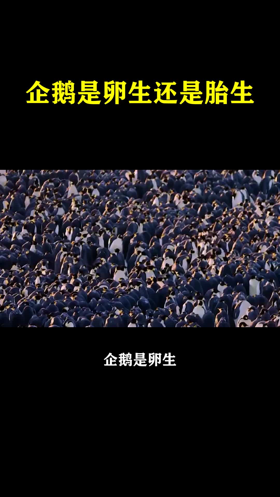 企鹅是卵生还是胎生