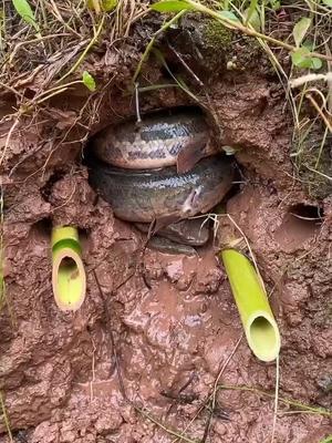 蛇鱼