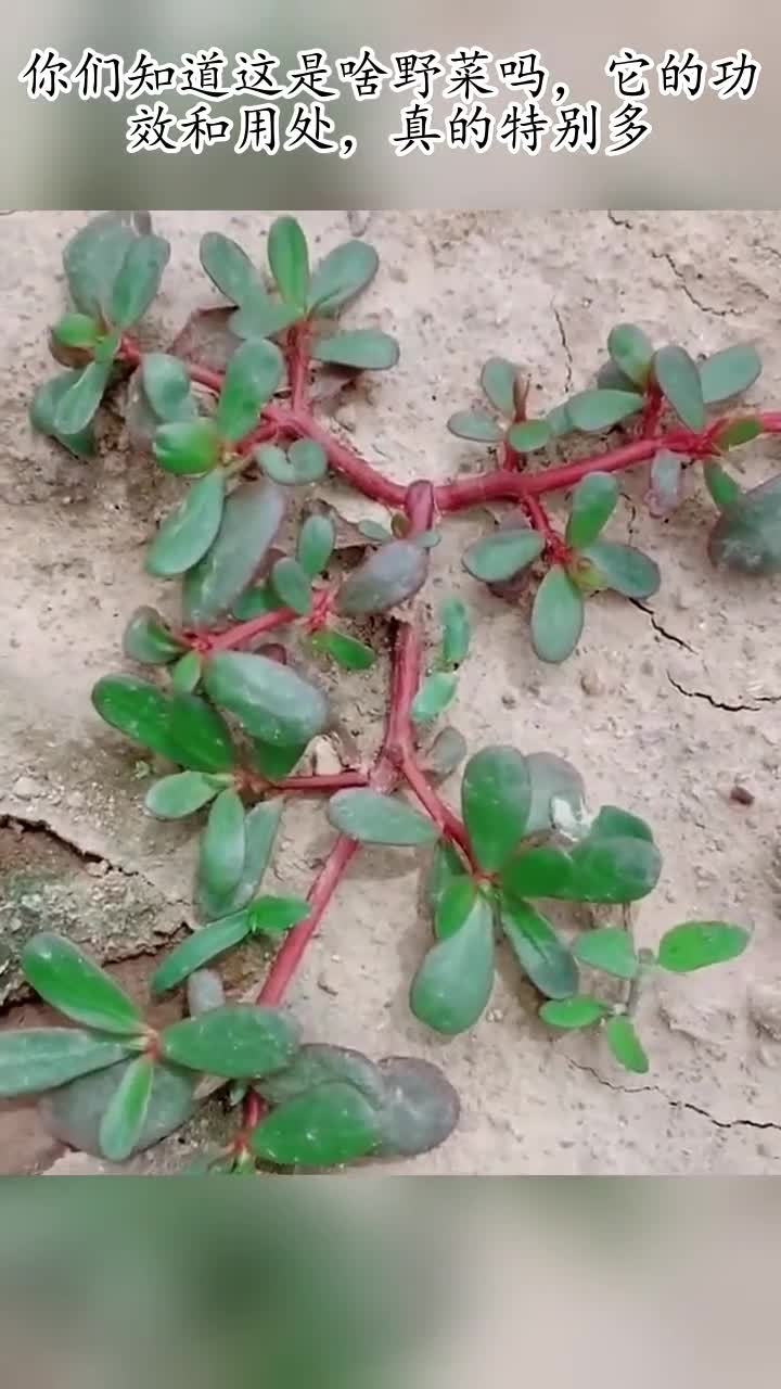 你们知道这是啥野菜吗,它的功效和用处,真的特别多