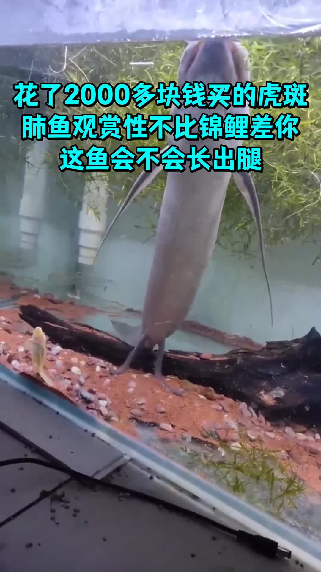 花了2000多块钱买的虎斑肺鱼观赏性不比锦鲤差你这鱼会不会长出腿