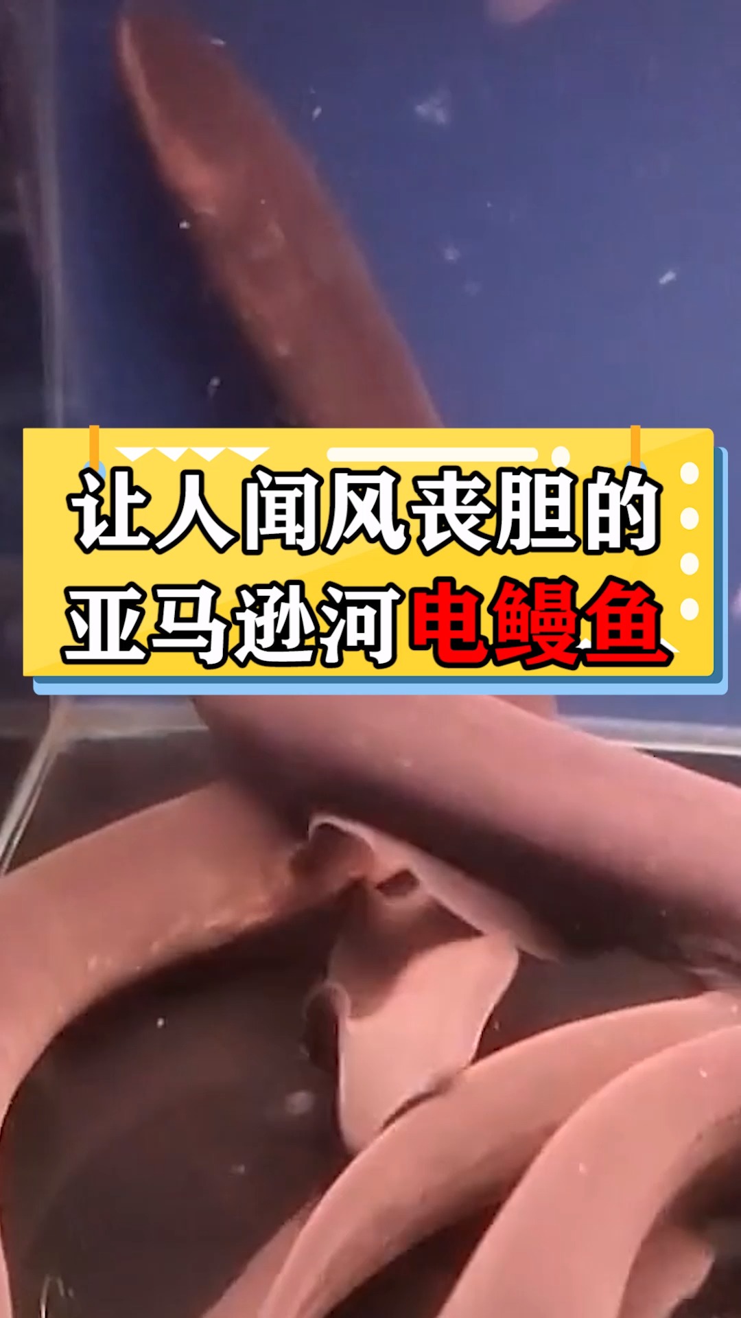 让人闻风丧胆的 亚马逊河电鳗鱼