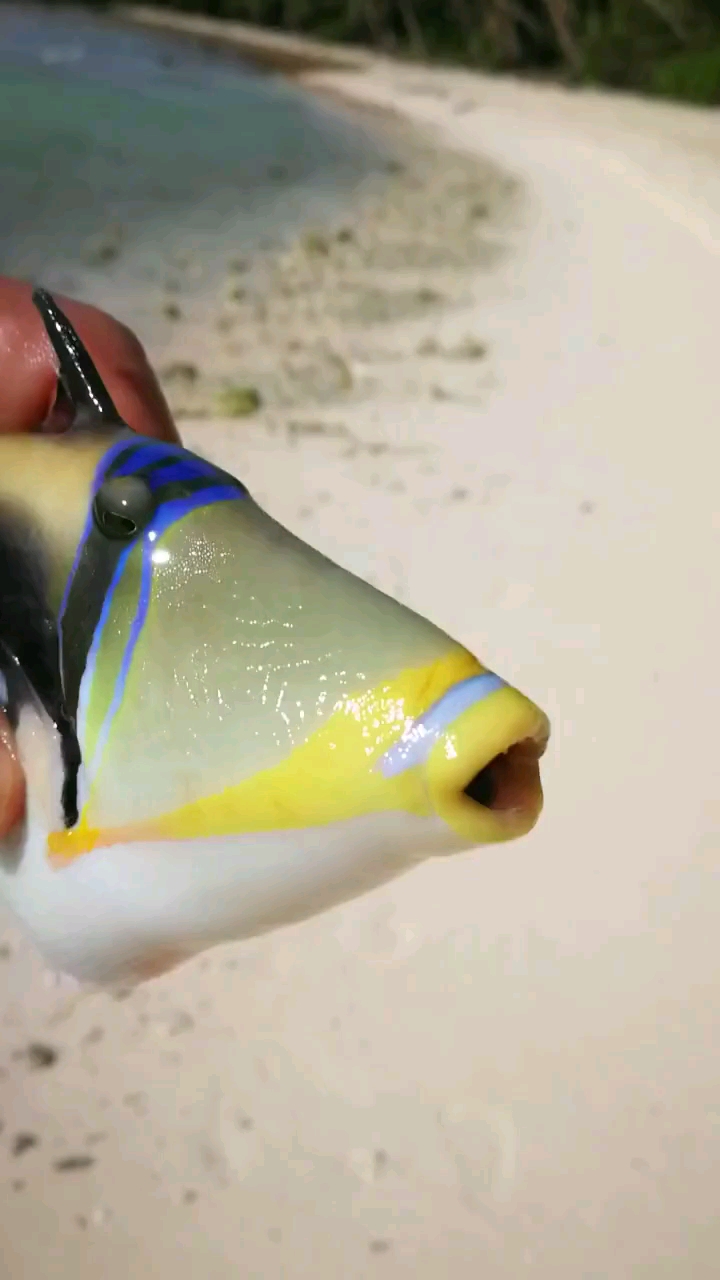 漂亮的小丑鱼