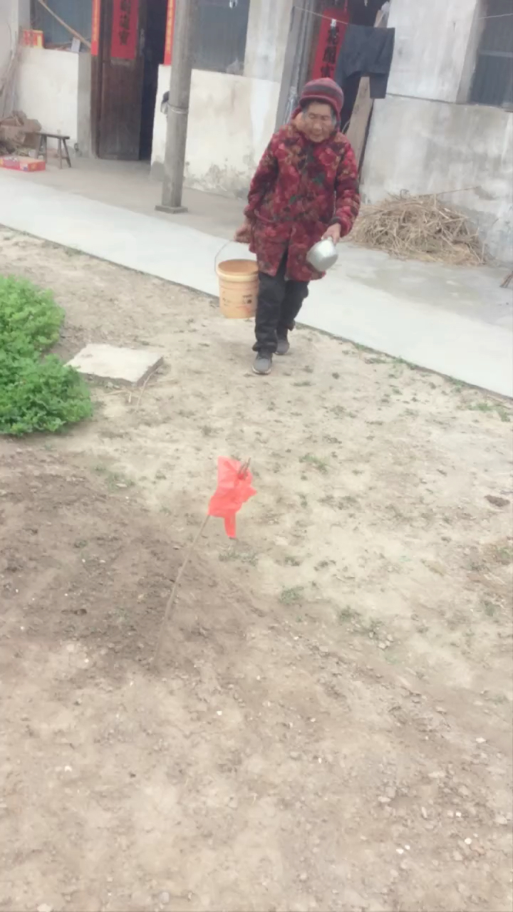 老奶奶种了点菊花脑,再过几个月就有喜爱的菊花脑蛋汤吃了.