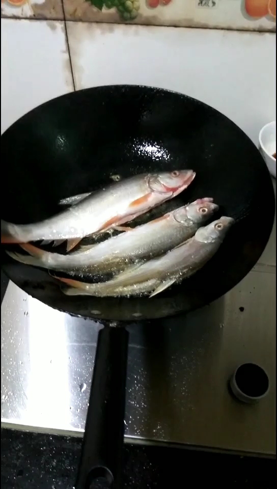 这个鱼的学名叫什么?