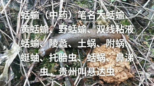 #爆笑虫子#蛞蝓(中药)我们贵州叫悬达虫