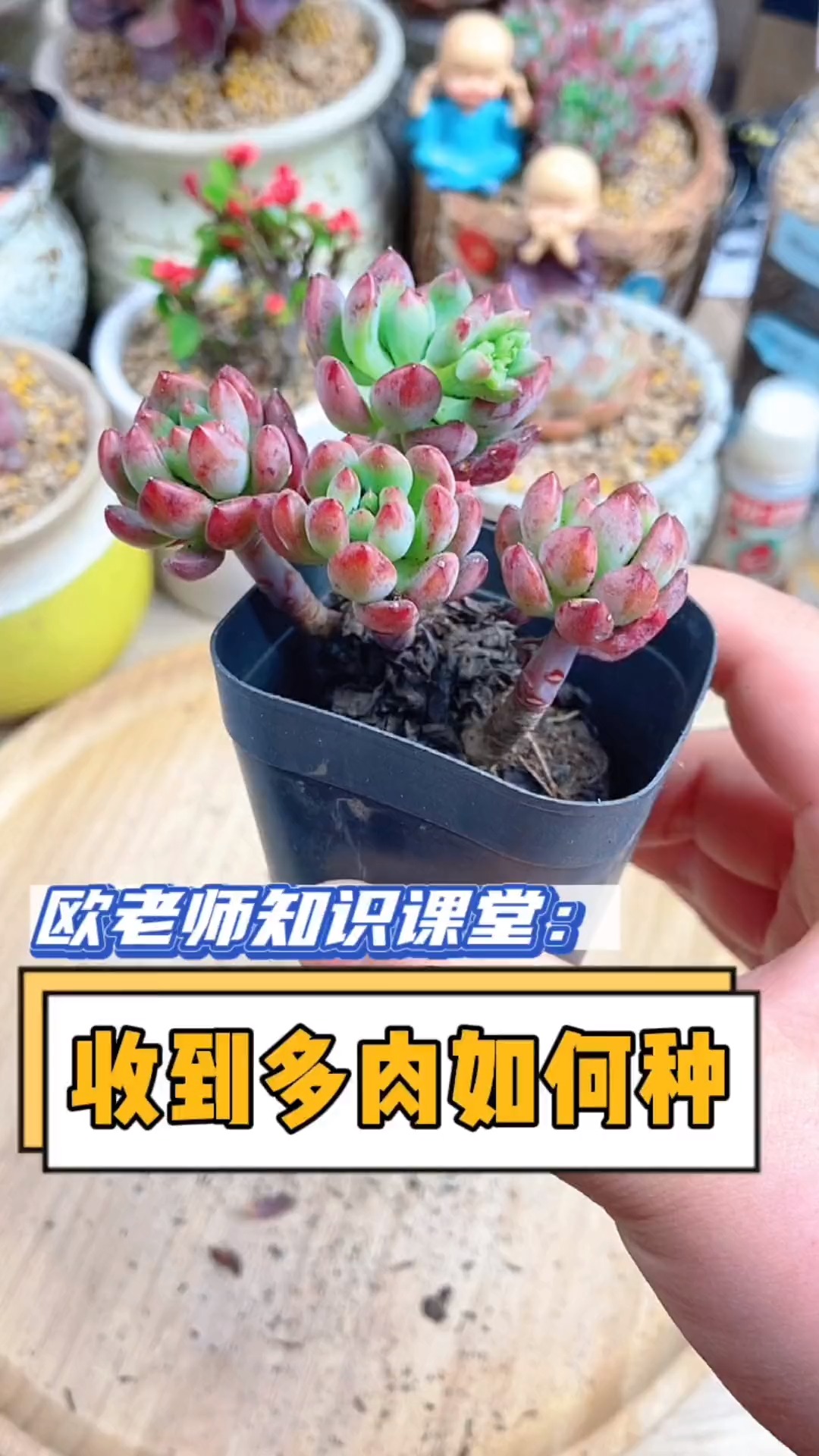 #多肉植物#简化版多肉移栽过程,适合家里没药没肥的同学看。