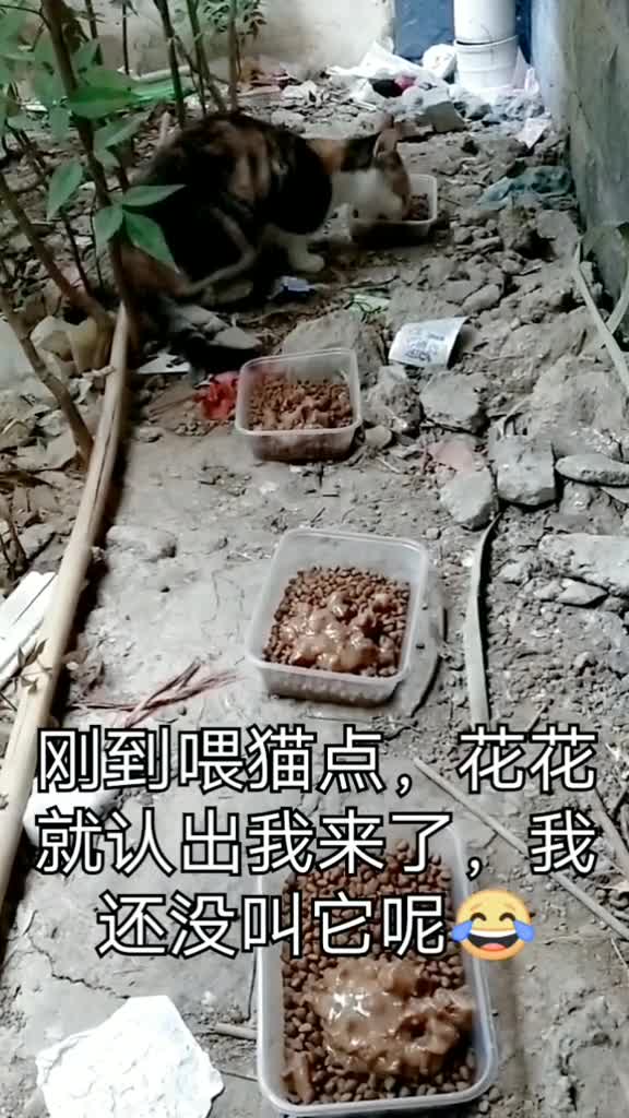 关爱流浪猫今天吃袋鼠肉罐头和猫粮,黏黏、花花和大黄都来了,大黄一个流浪猫居然发腮了