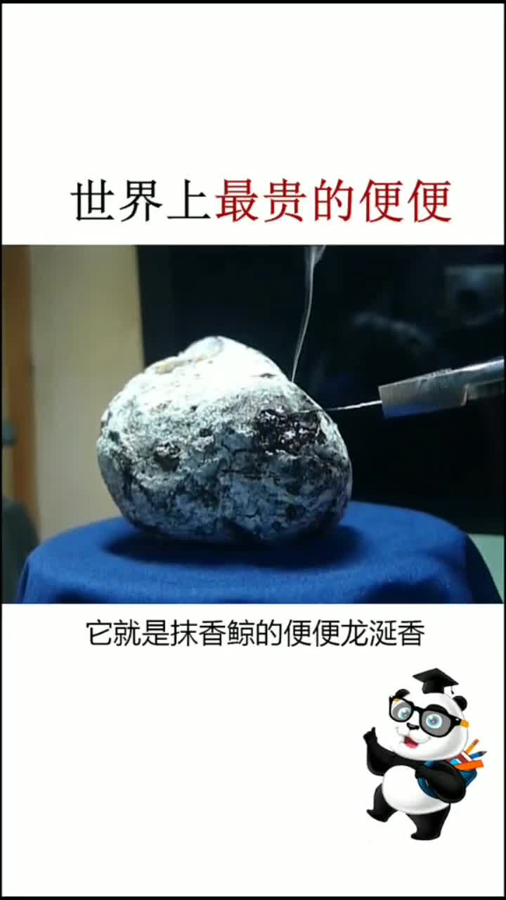 抹香鲸的便便竟然是高级香水的原料