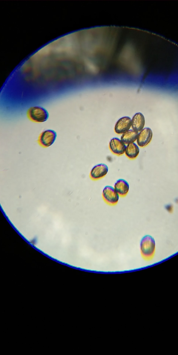 油菜花粉像什么?鱼肝油胶囊 
