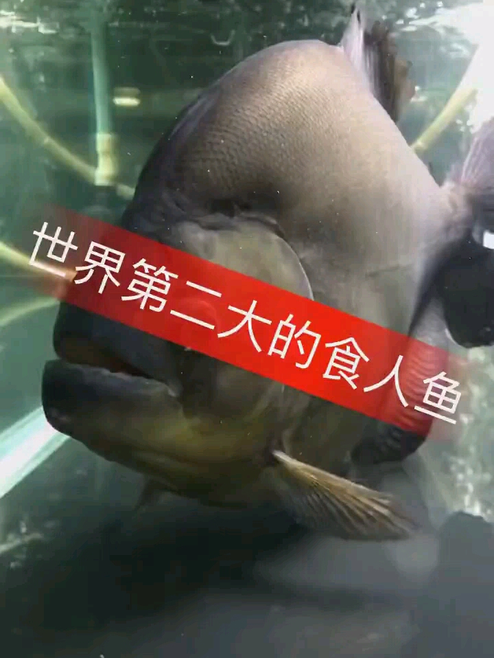 世界第二大的食人鱼