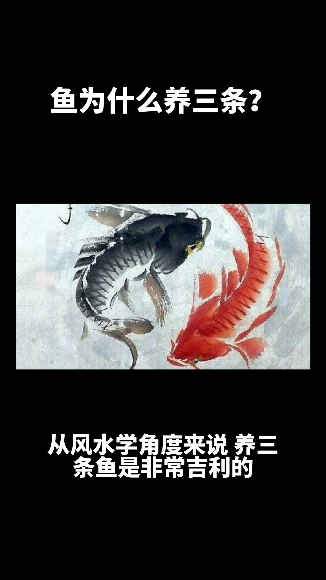 鱼为什么养三条?