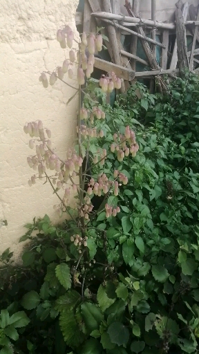 路边的多肉,在城里是鲜花,在村里是野草
