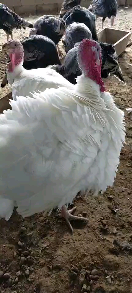 尼古拉火鸡