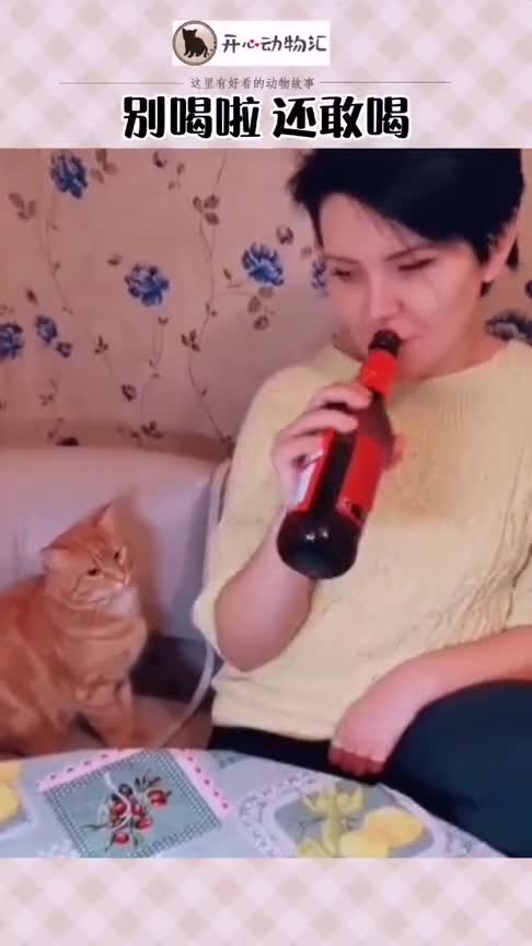 俄罗斯猫咪还需要监督主人喝酒太难了