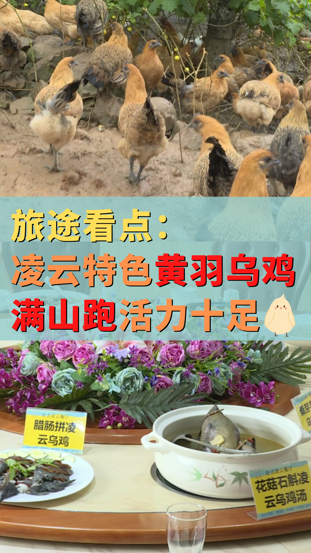 旅途看点︱开黑吃鸡?不如试试凌云乌鸡,满山跑活力十足,还可以享受特色乌鸡宴!