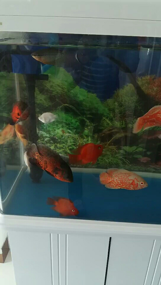      美丽的鱼儿 