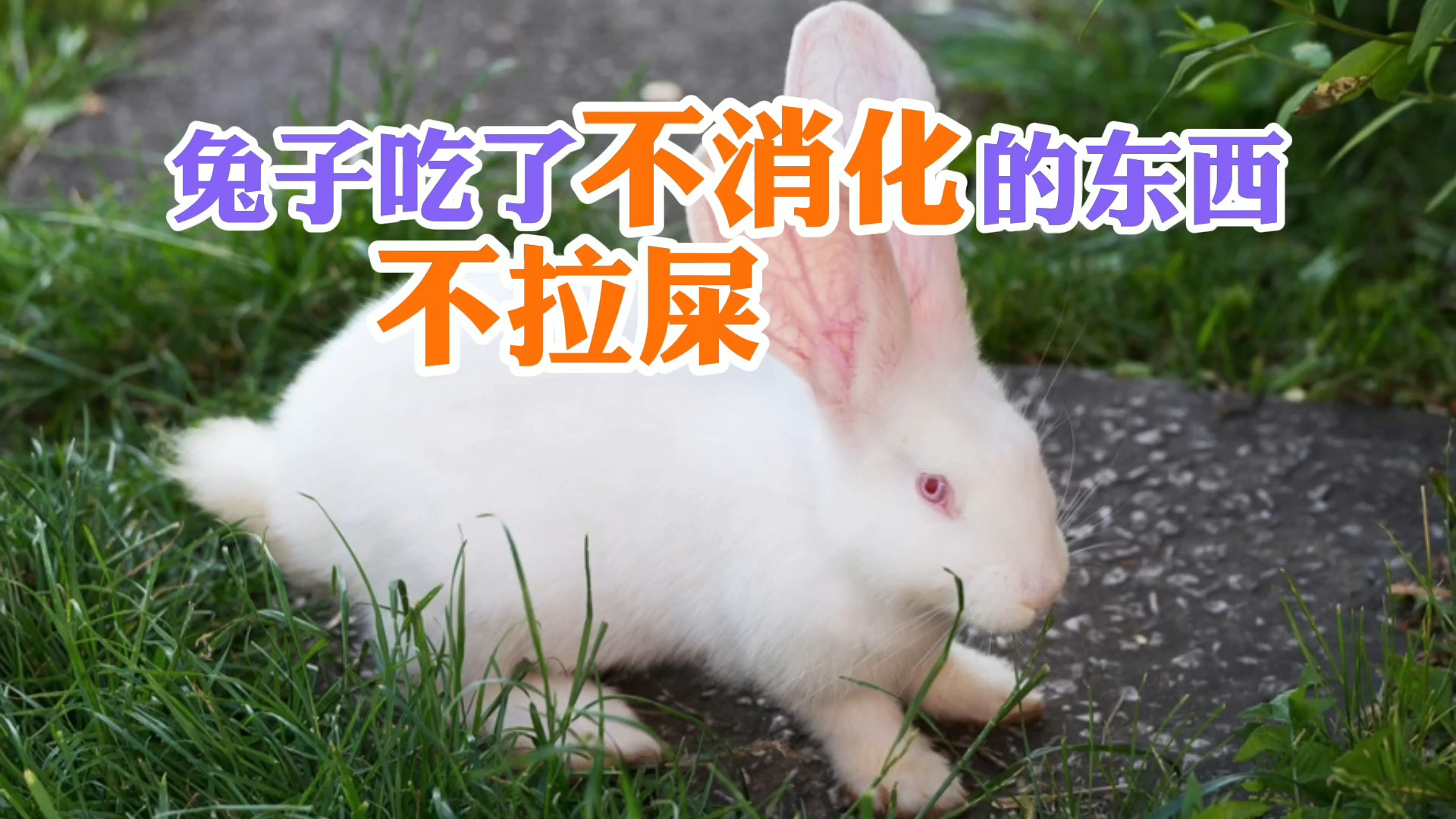 兔子吃了不消化的东西不拉屎