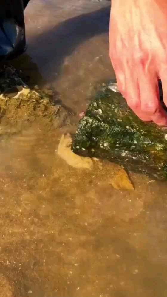 七彩皮皮虾