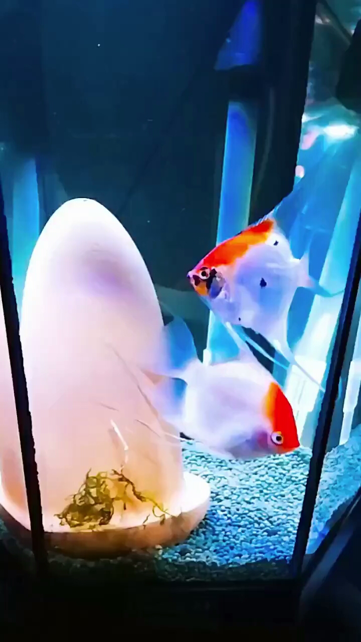 红头燕鱼