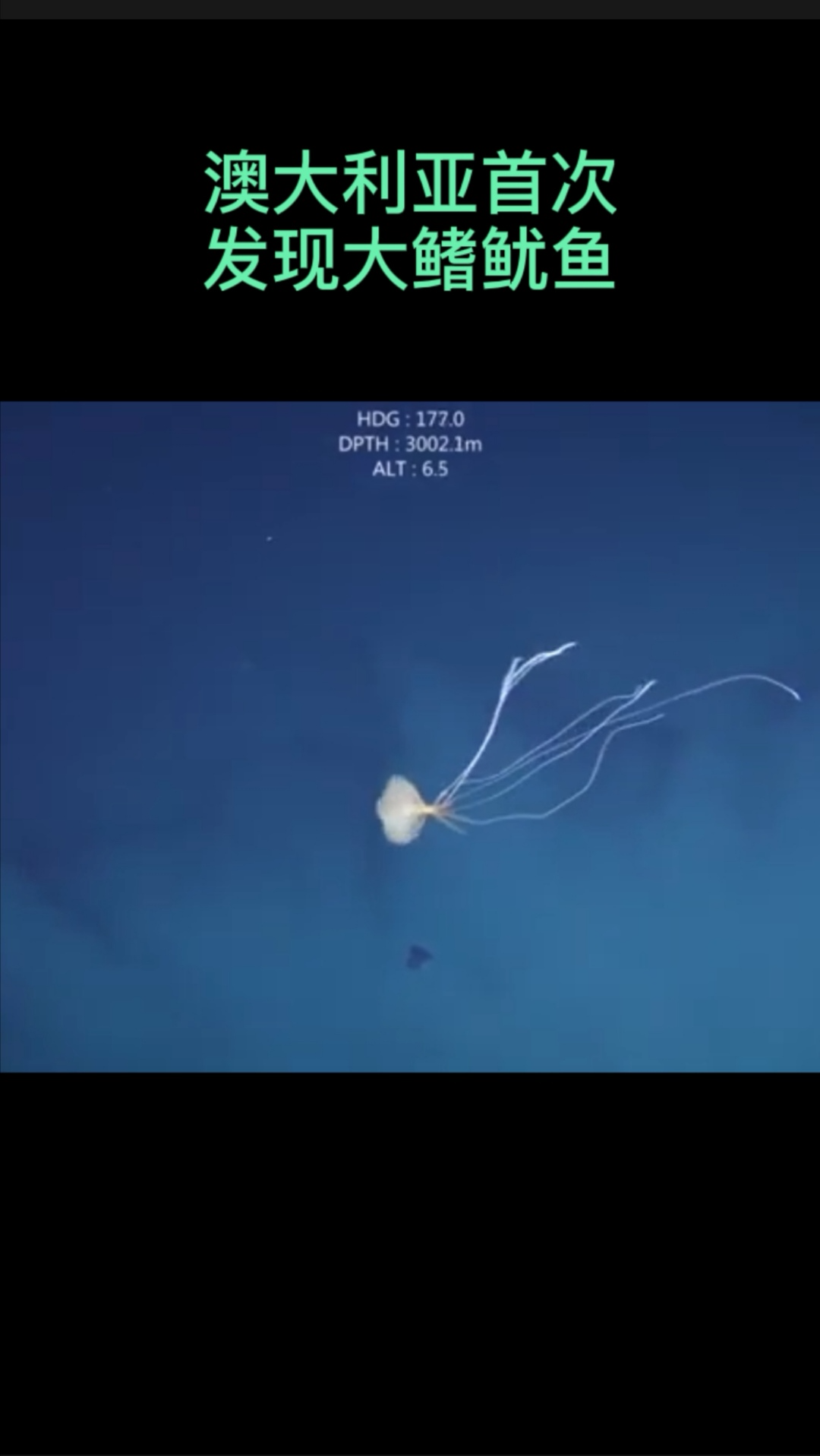 来见识下深海的魅力!澳大利亚首次发现大鳍鱿鱼