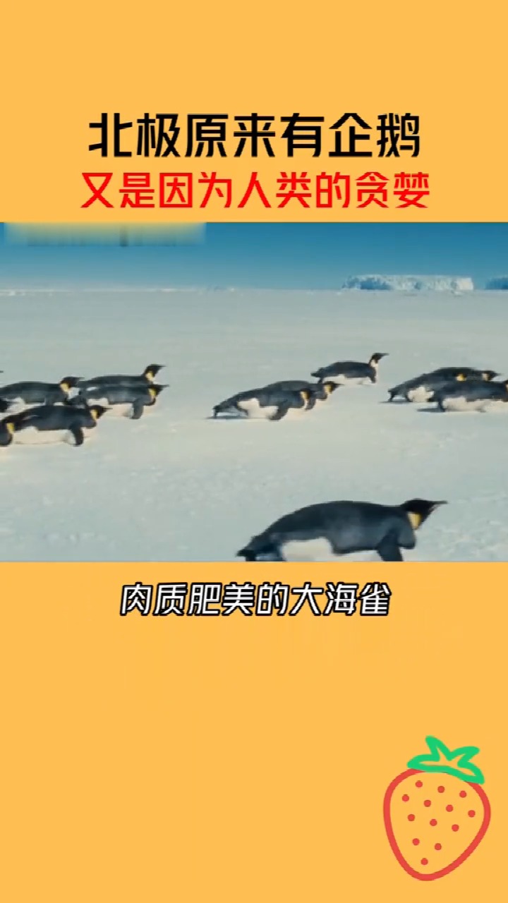#百科知识#因为人类的贪婪,北极的企鹅才会灭绝