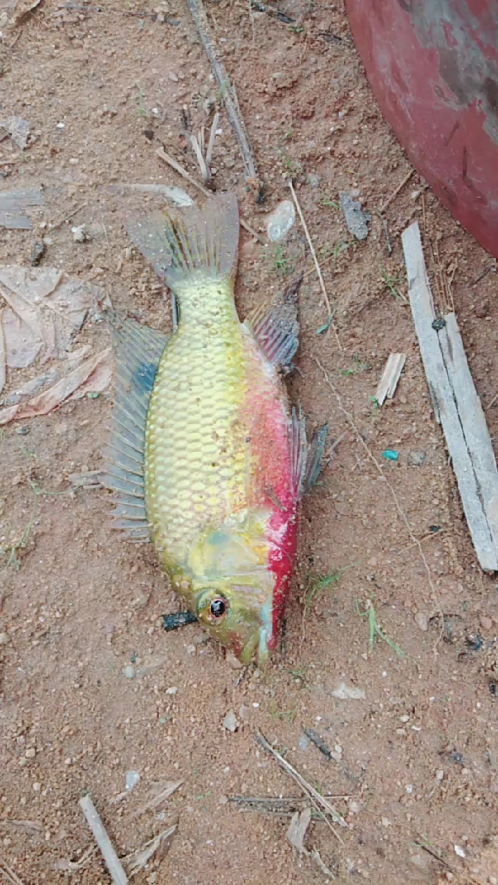 有谁见过这样的福寿鱼,这是什么品种