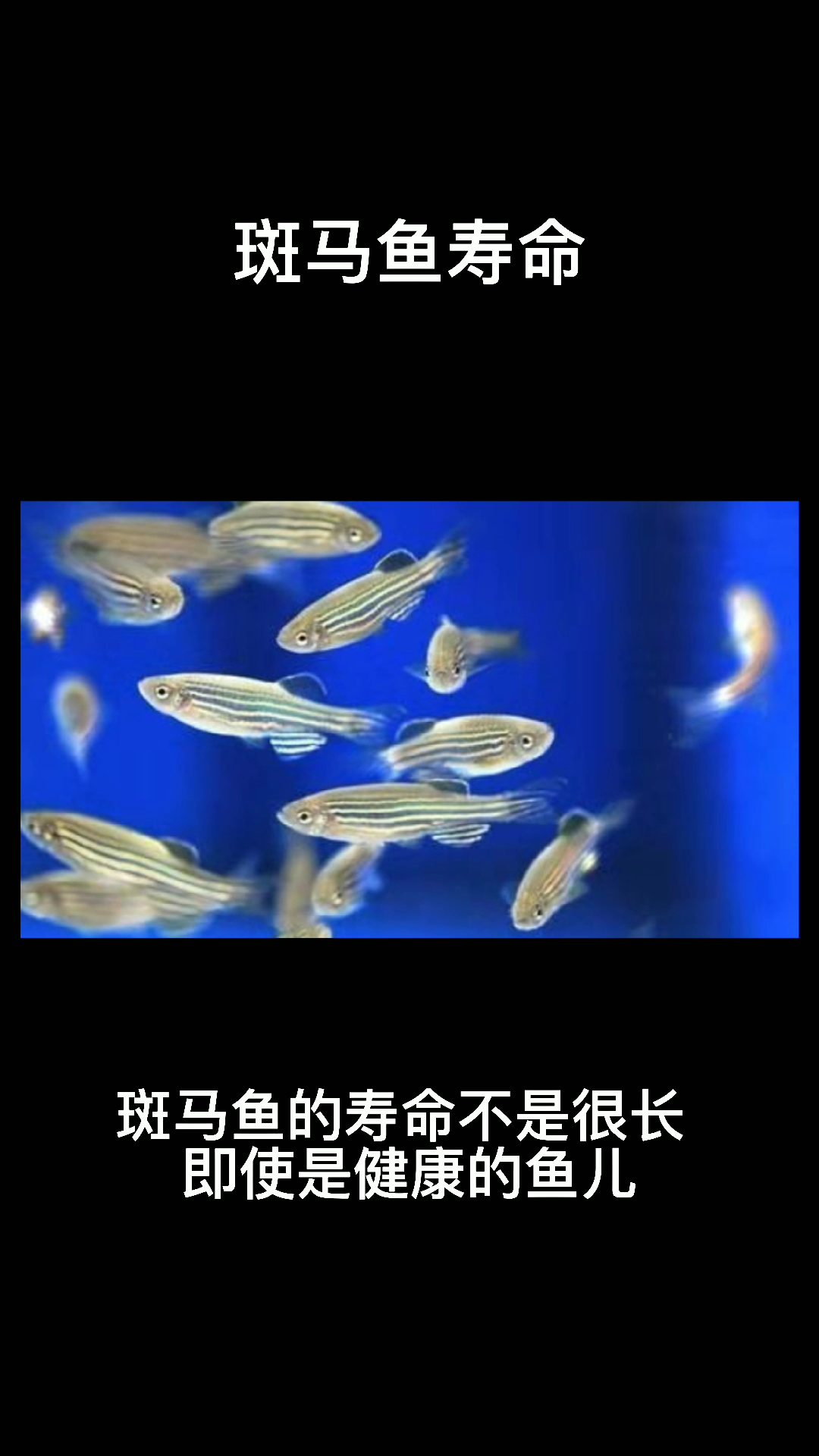 斑马鱼寿命???