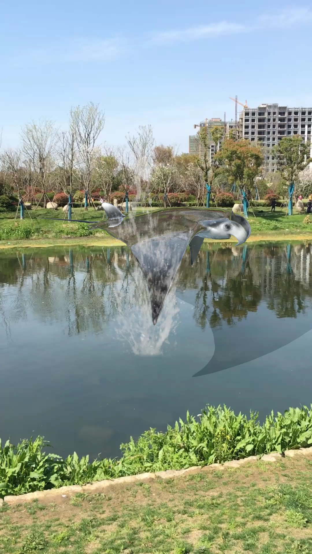 这是不是传说中的魔鬼鱼,怎么看上去像我只蝙蝠呢不可思议哦。