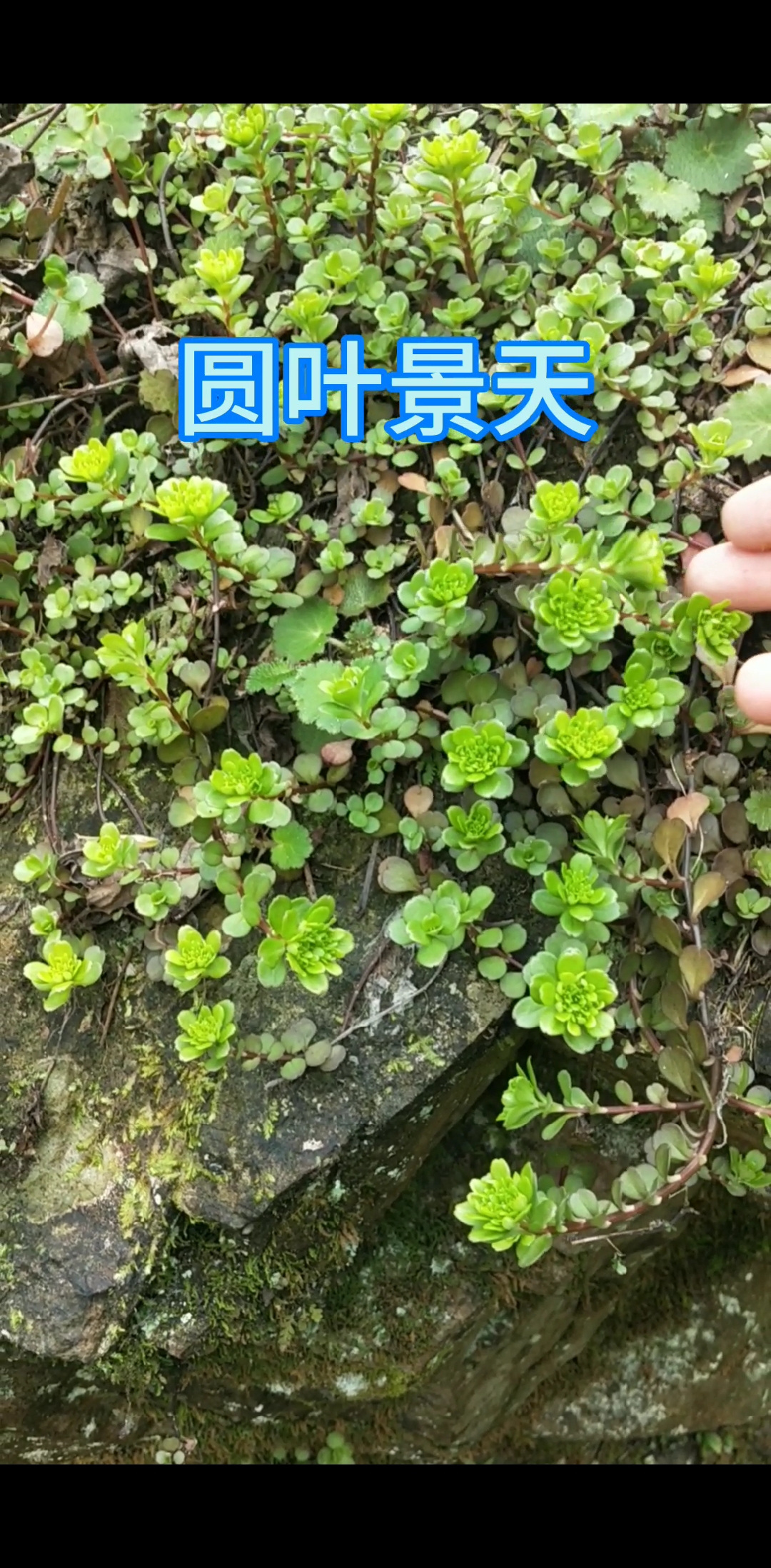 #晒晒我家的春天#这1种盆景理想植物,圆叶景天,你有见过吗?