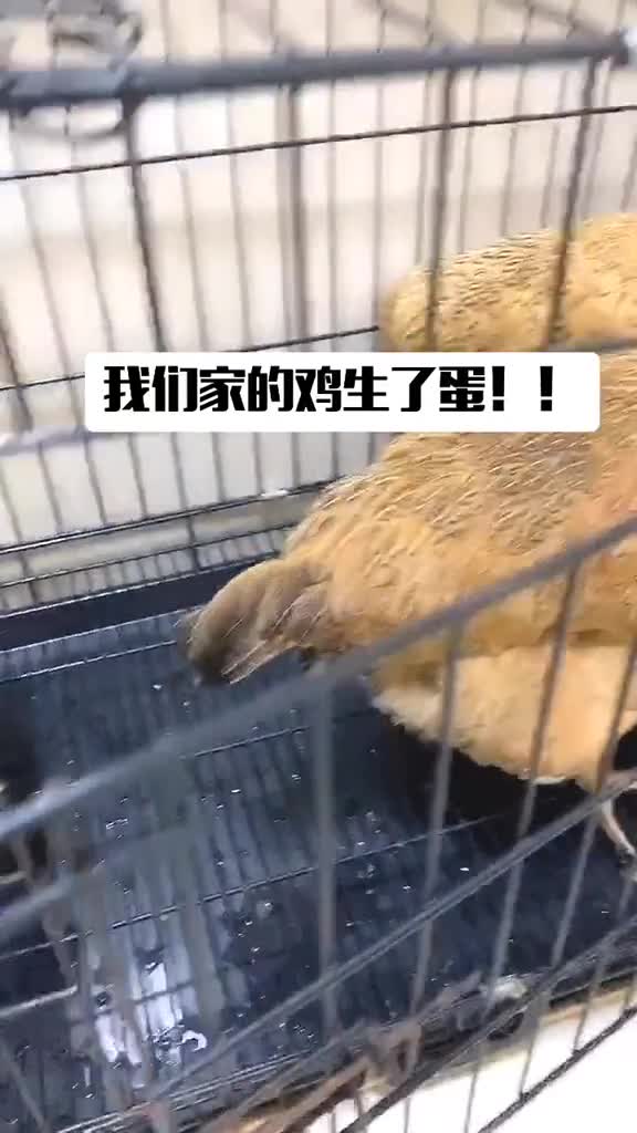 记录小鸡孵化的过程!!受不了了!好可爱啊!