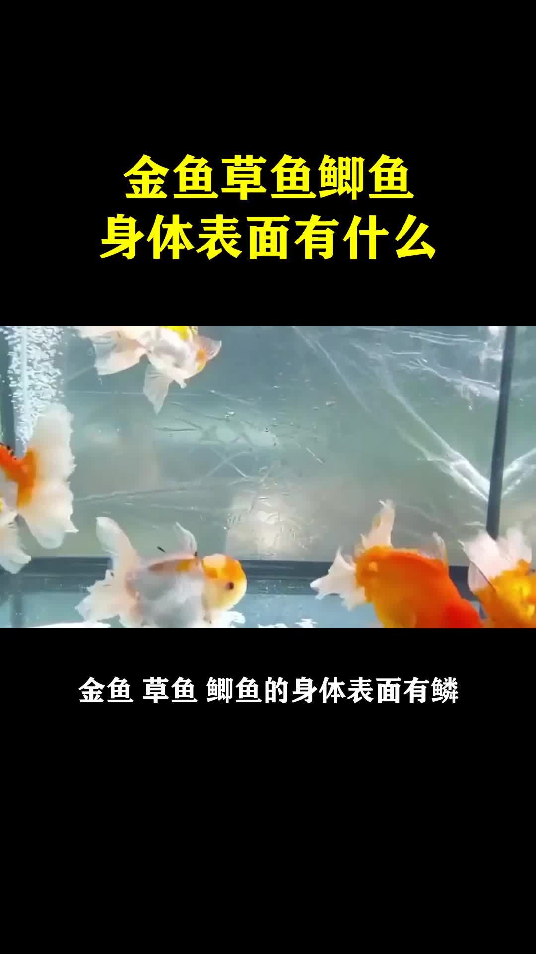 金鱼草鱼鲫鱼身体表面有什么