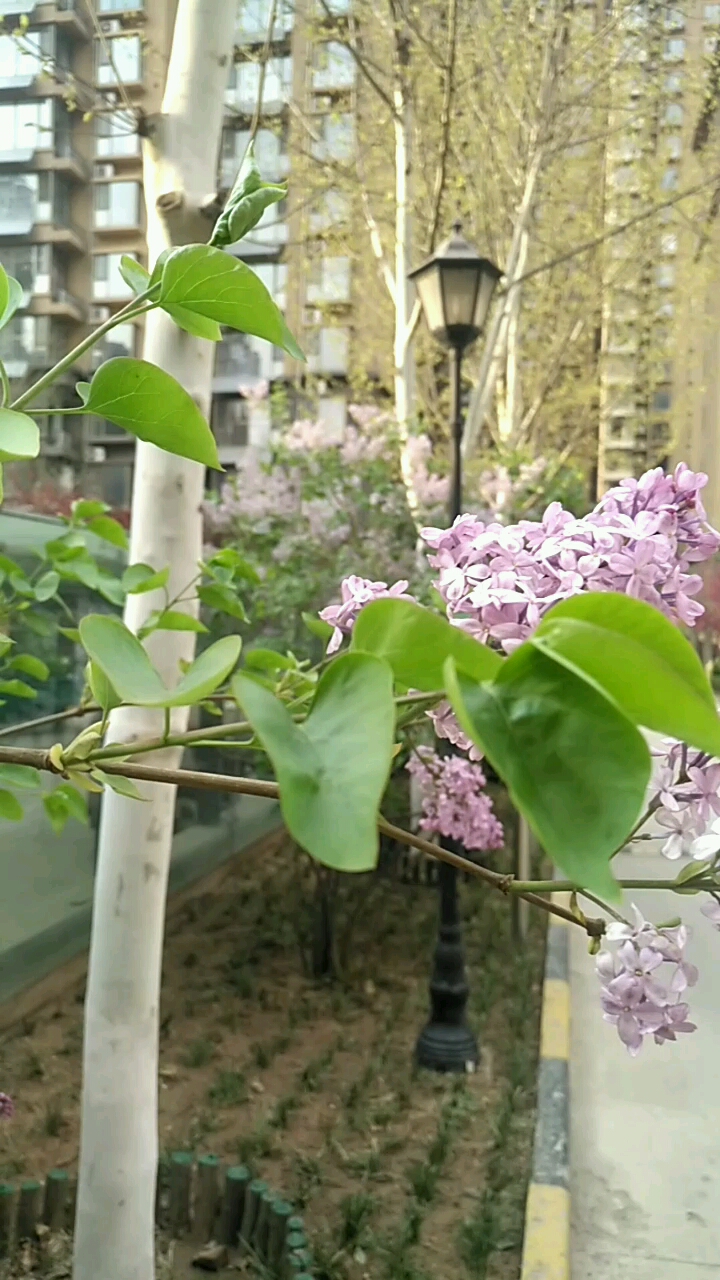 #表情大比拼#下楼买菜,路过小区的花园,忍不住拍了下来,再不回家做饭就该挨打啦