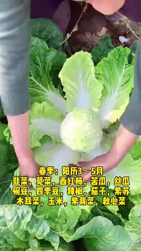 给大家总结的蔬菜种植时间表,记得收藏哦