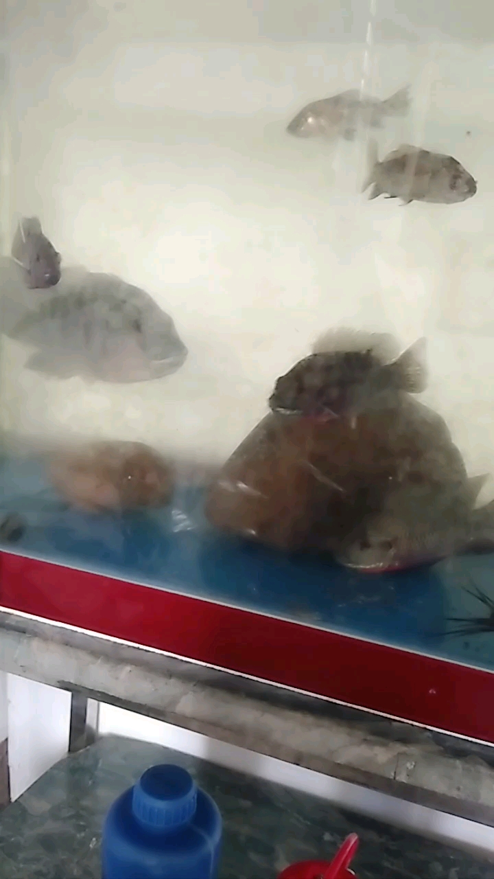 小鱼儿游啊游