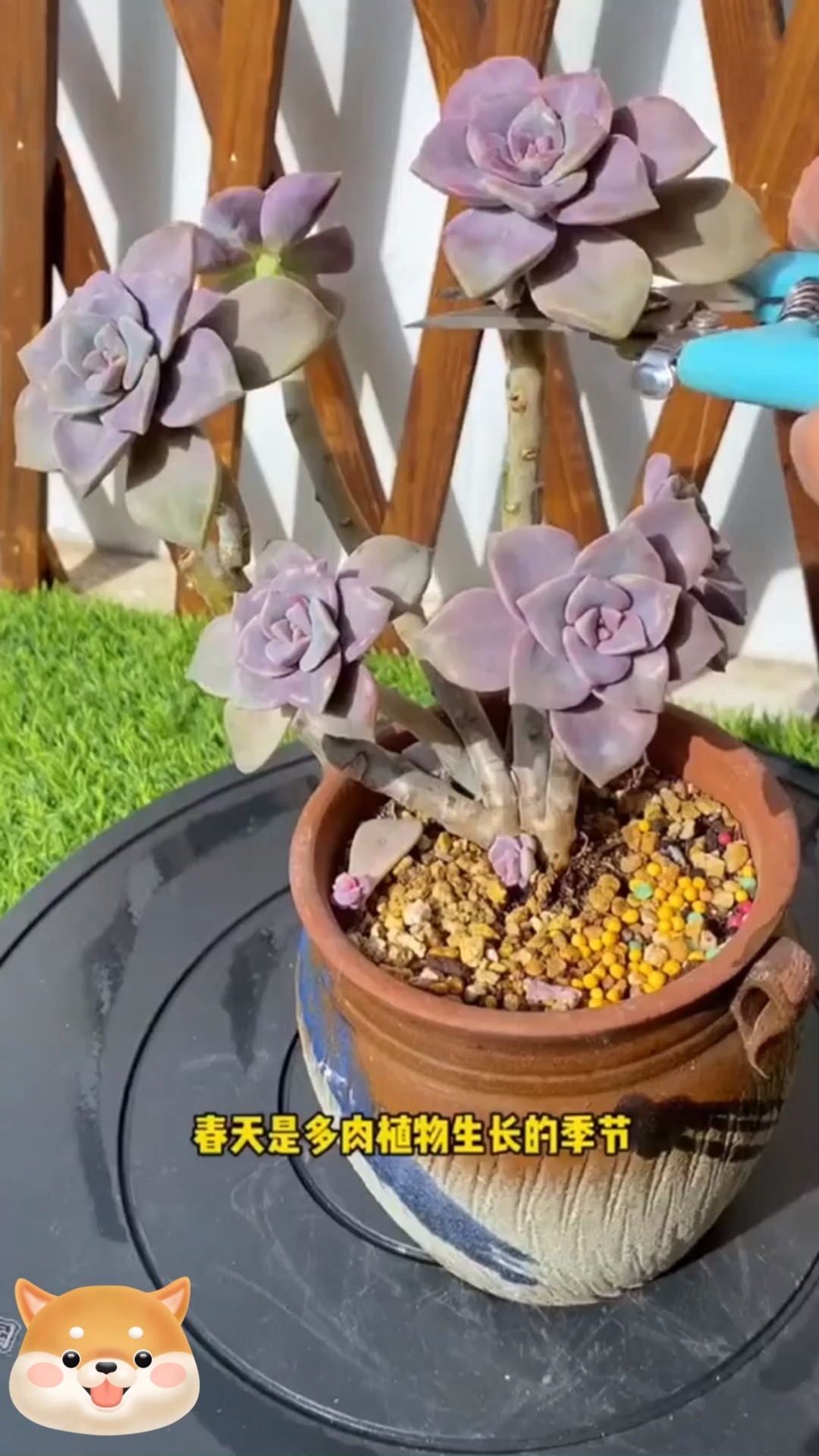 春天来了,多肉进入了生长旺季,这样操作可以一头变多头,配合优芽素效果更好#爱生活