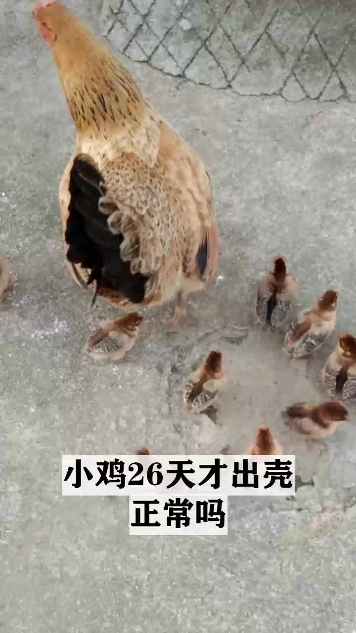 小鸡26天才出壳正常吗