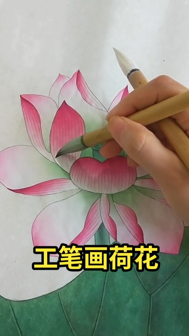 工笔画荷花   