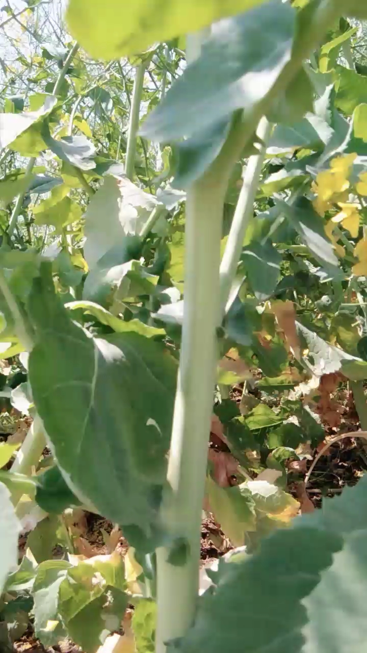 没了油菜花,只有油菜籽!