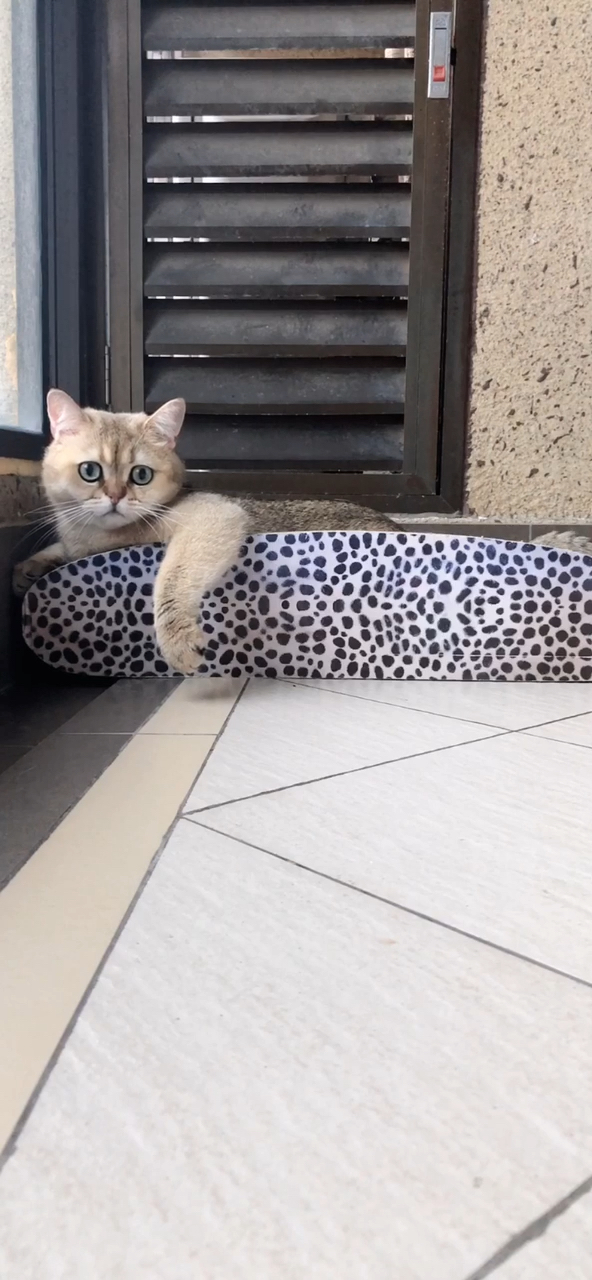 #神宠来袭#懒猫馒头