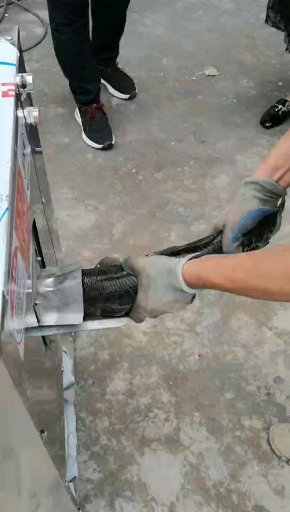 杀鱼神器,吃鱼不愁。