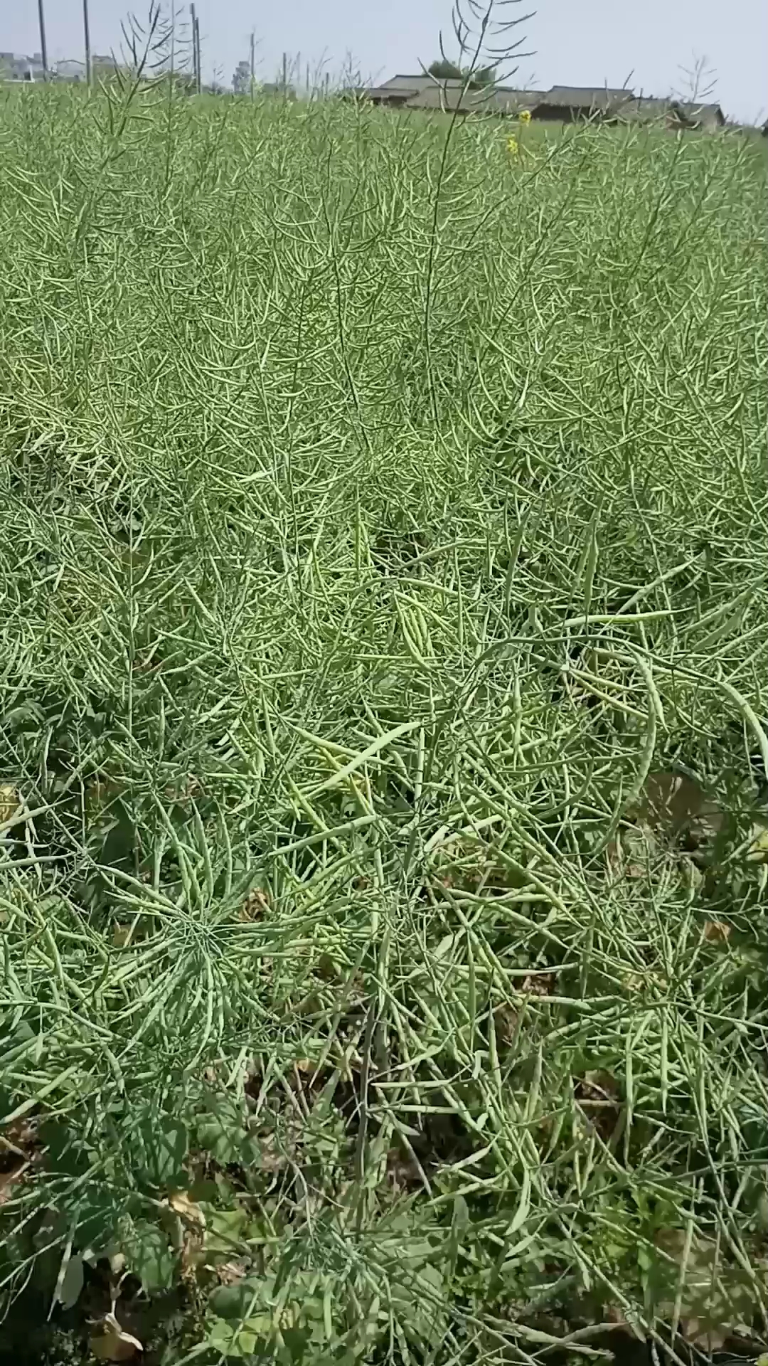 油菜花变成油菜籽
