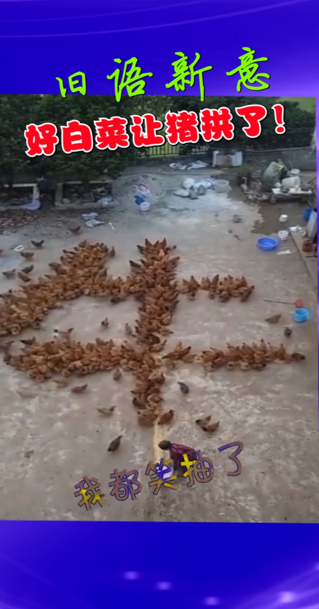 #搞笑段子#好白菜让猪拱了!