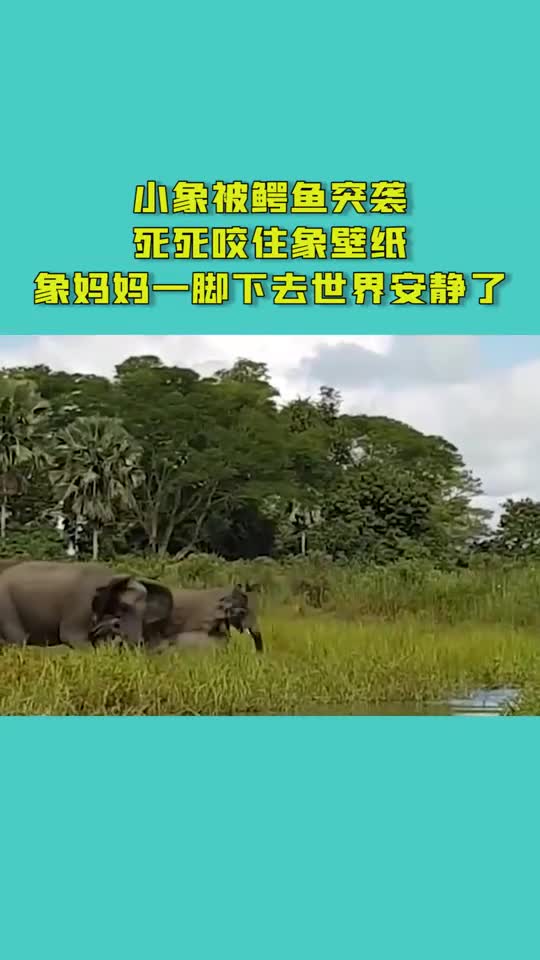 小象被鳄鱼突袭,死死咬住象壁纸,象妈妈一脚下去世界安静了!