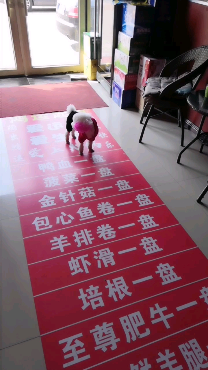 看看这个小家伙又上线了