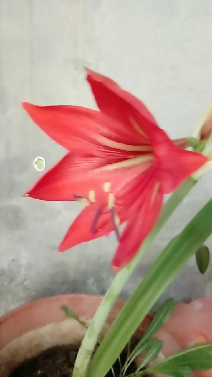 朱顶红开花了